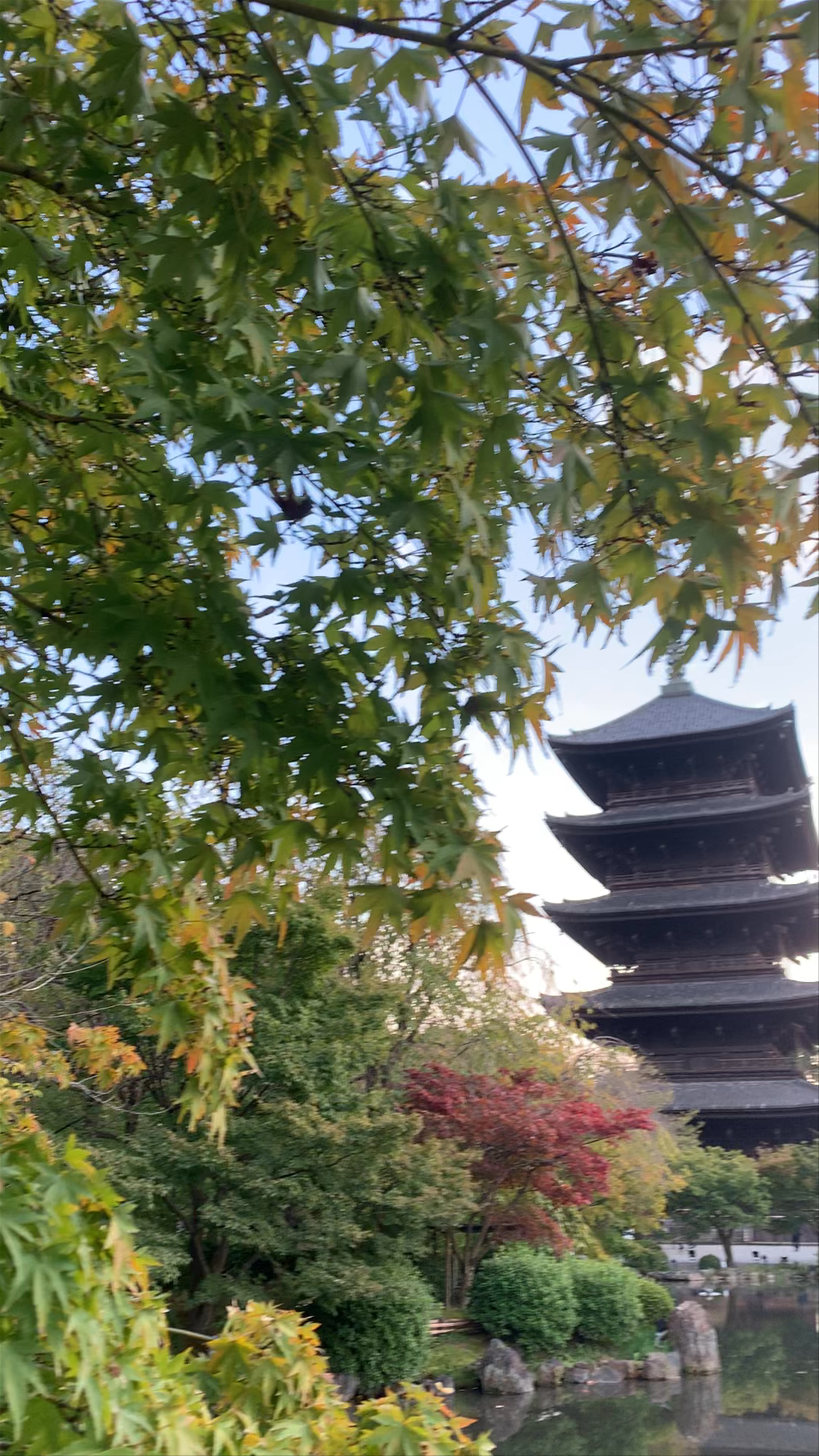Toji Temple: Serene Autumn Views in Kyoto