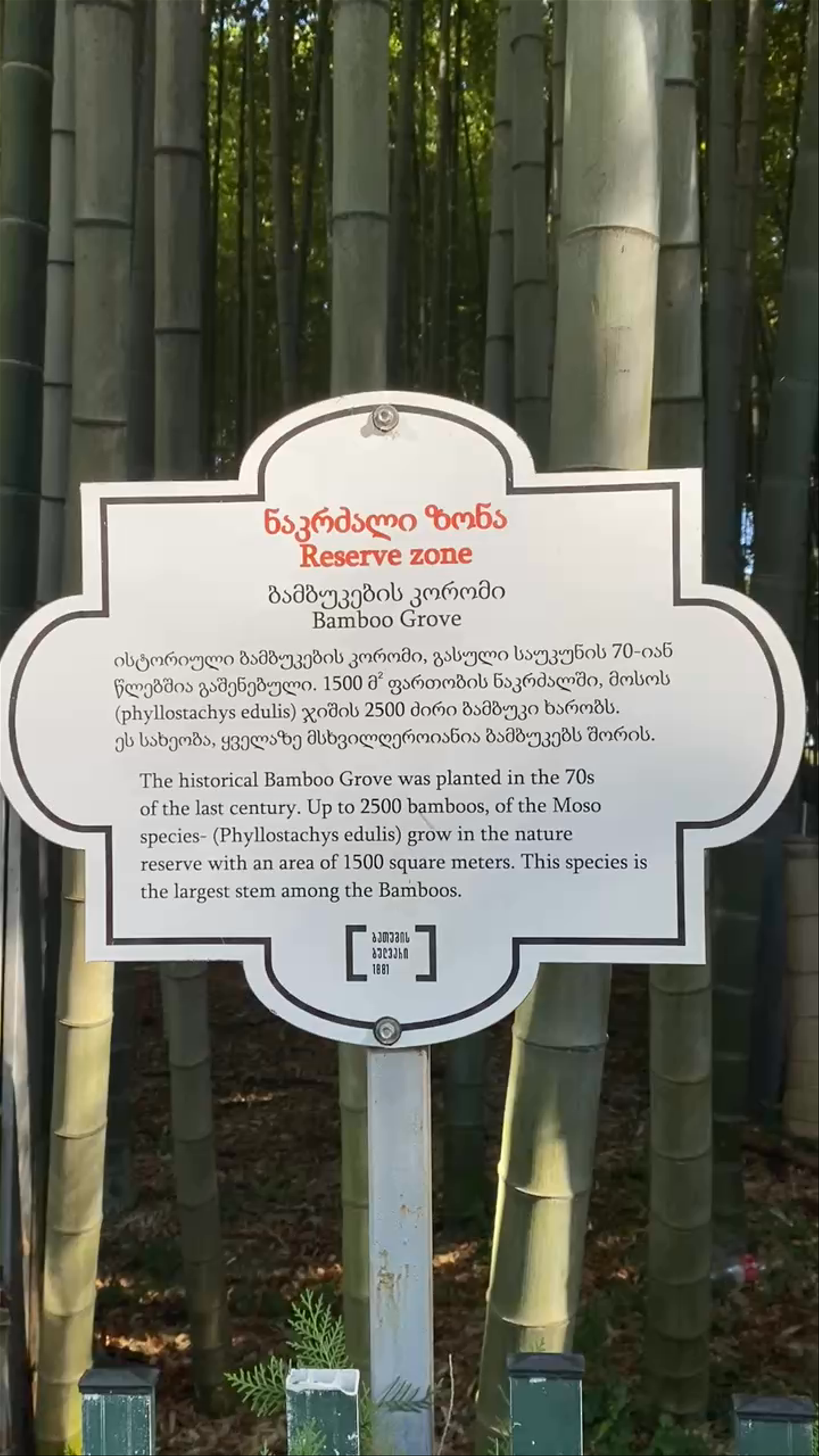 Bamboo Grove