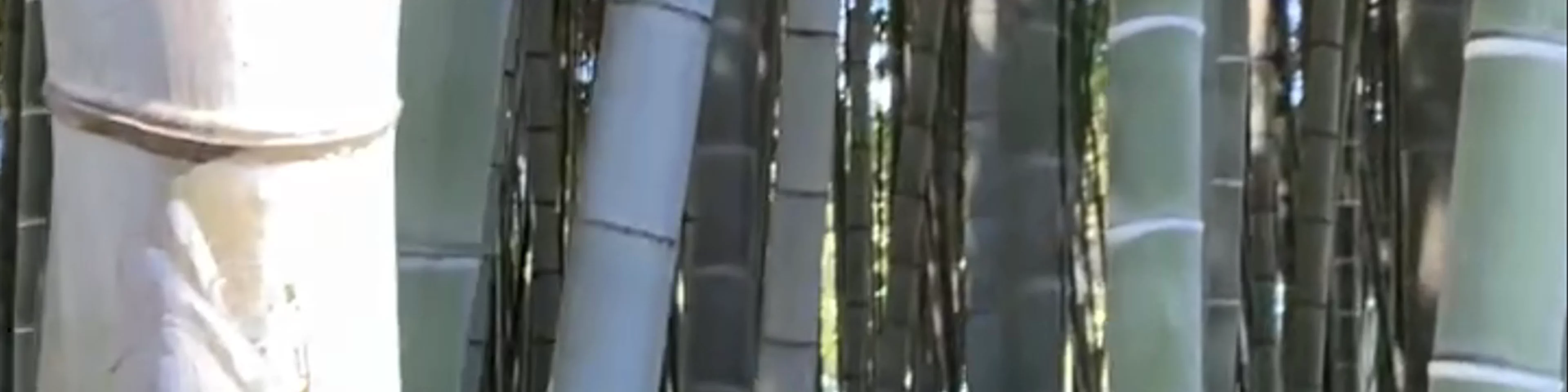 Bamboo Grove