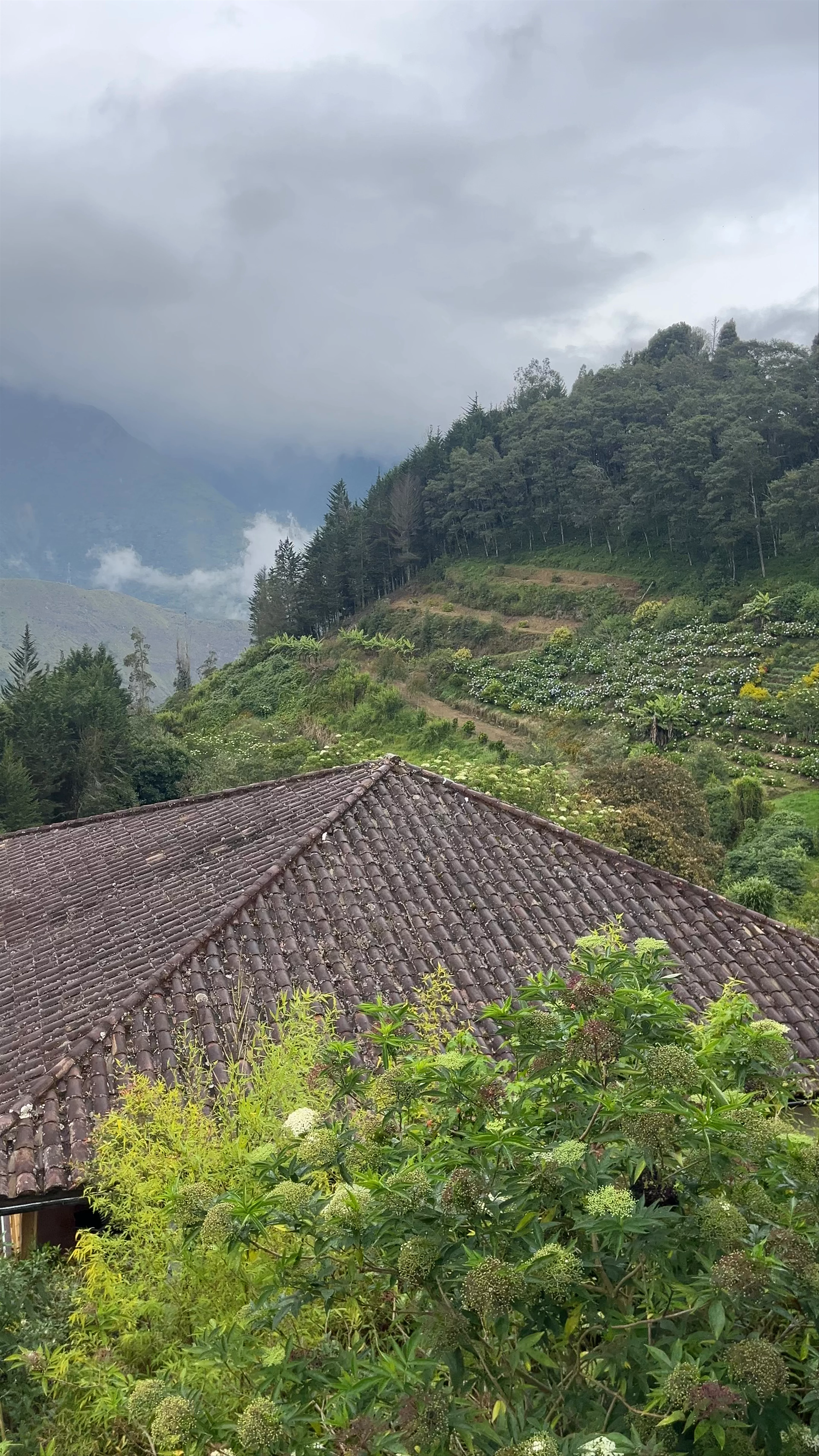 Café del Cielo, Vía a Runtún