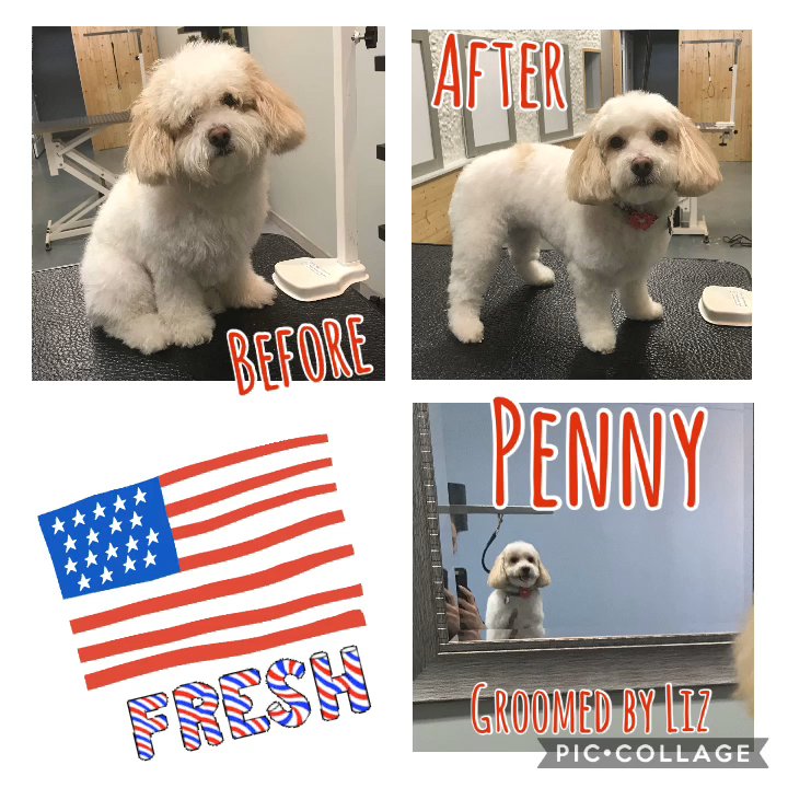 Le Petite Pooch - Fishhawk - Before and after photos of some adorable pups! - Pet Groomers Near Me - Lithia, Florida