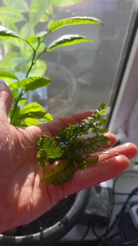Indo Fern - new to the UK market! Medium clump