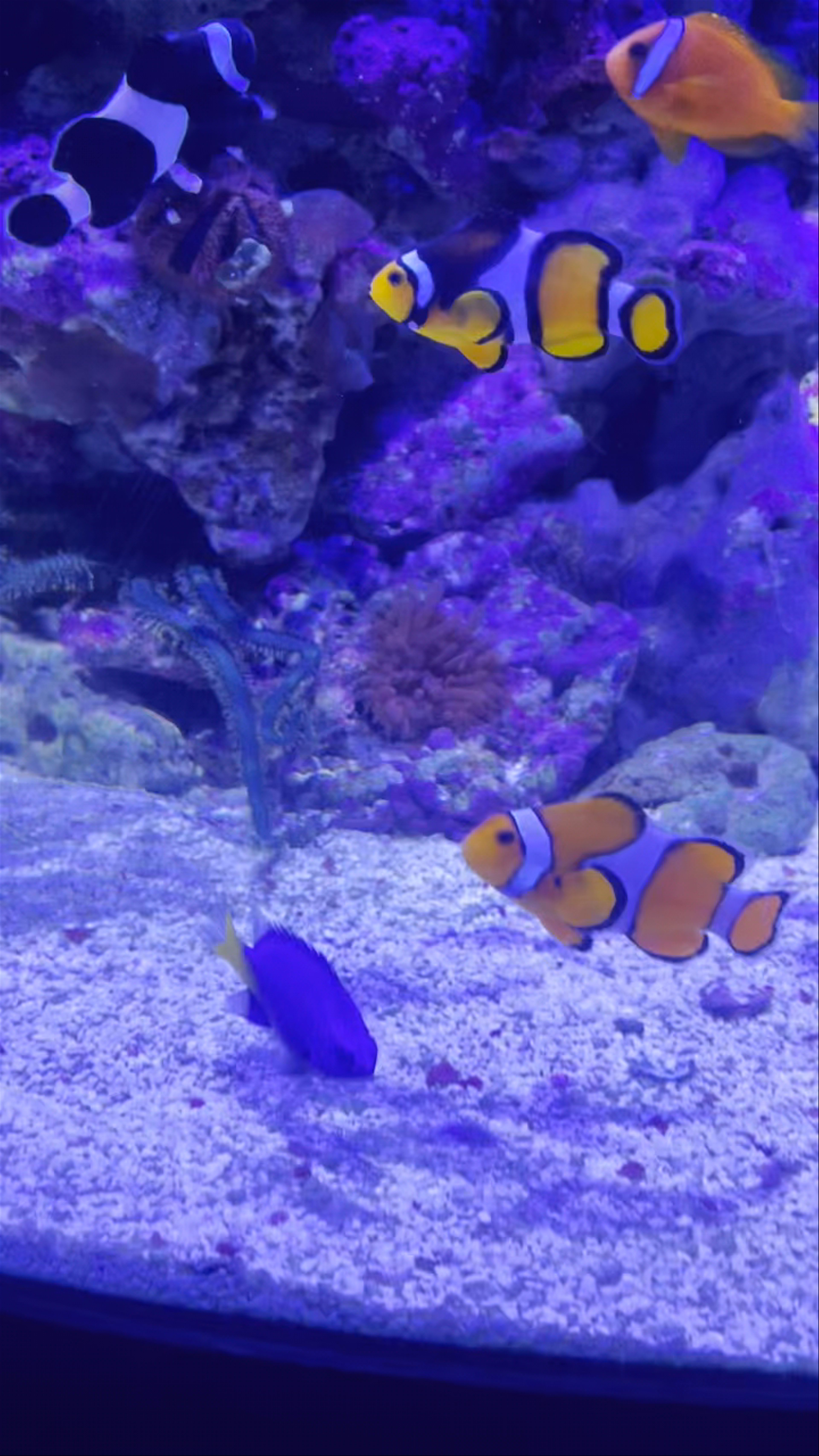 Oceanogràfic València