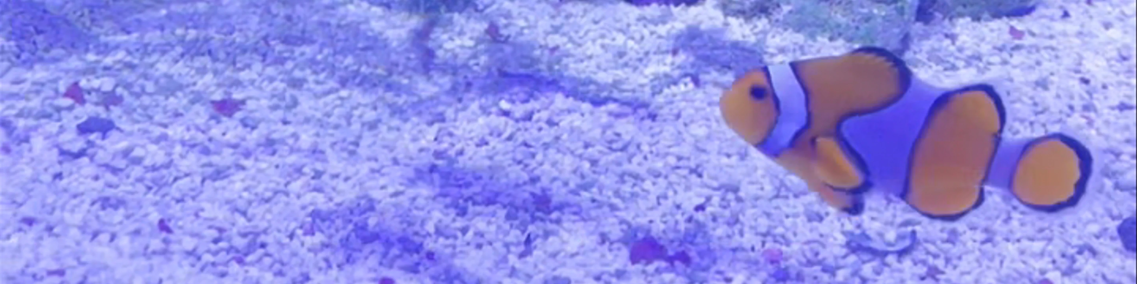 Oceanogràfic València