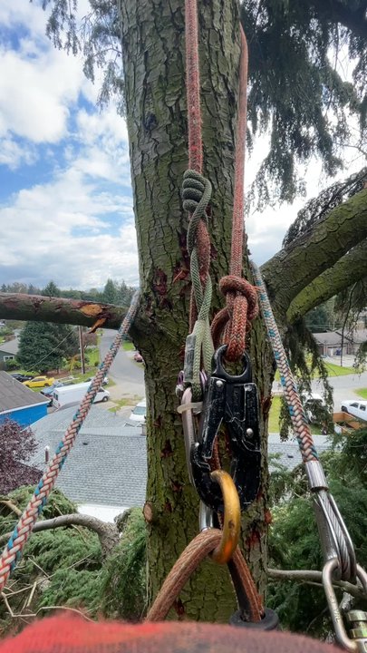 Honeycomb Tree Care - Tree Services Near Me
