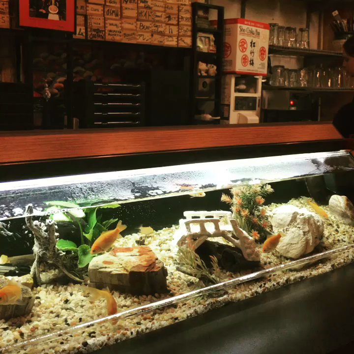 Hana Sushi - Fish tank at the sushi bar - Sushi Bars Near Me - Bothell, Washington