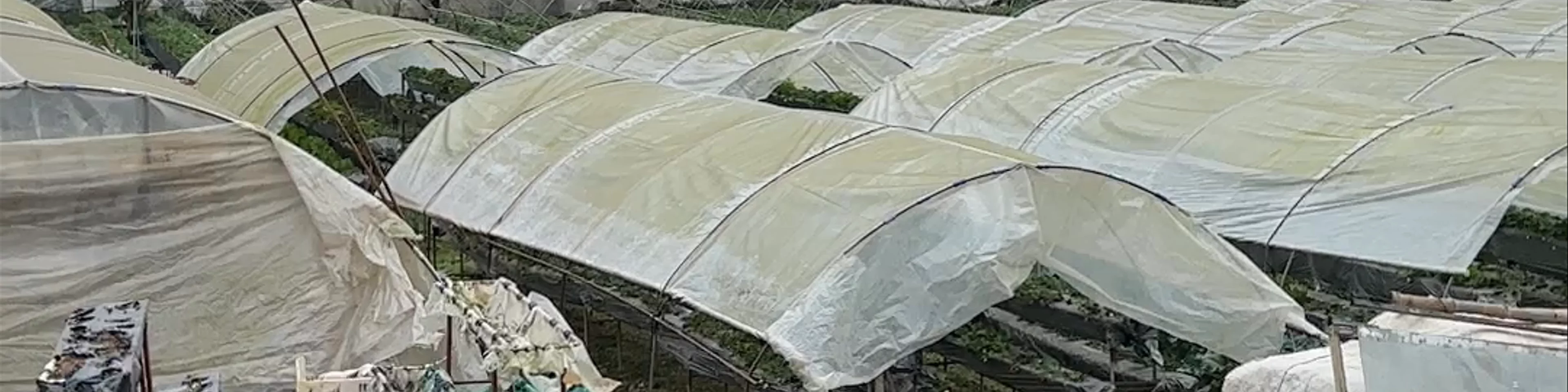 Strawberry Farm - Home of Giant Strawberry Cake