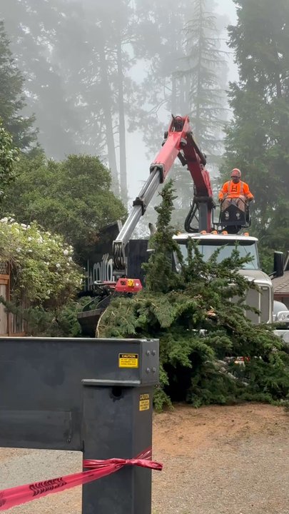 Hamilton Tree Service - Tree Services Near Me - Martinez, California