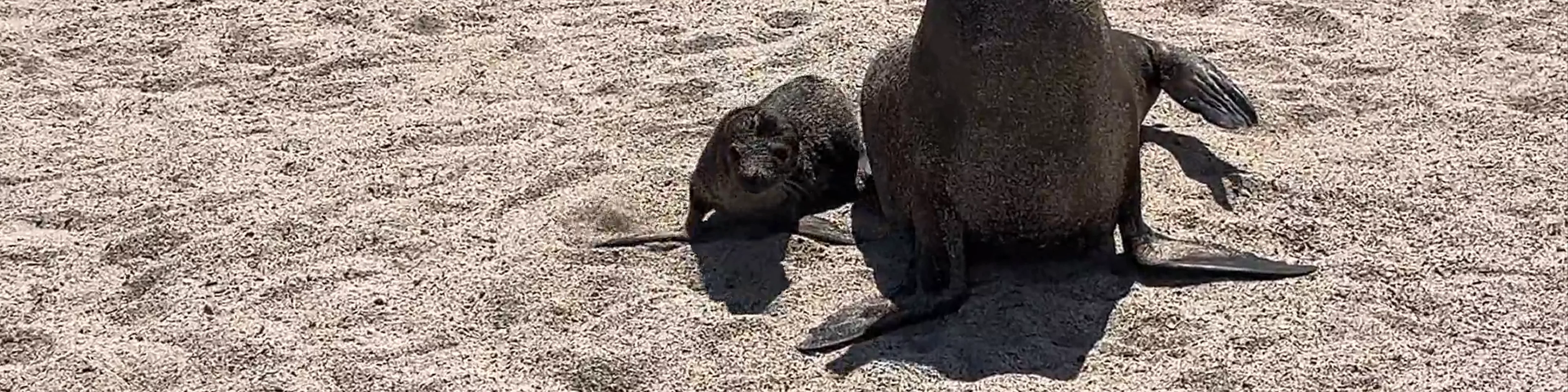 Playa Lobería