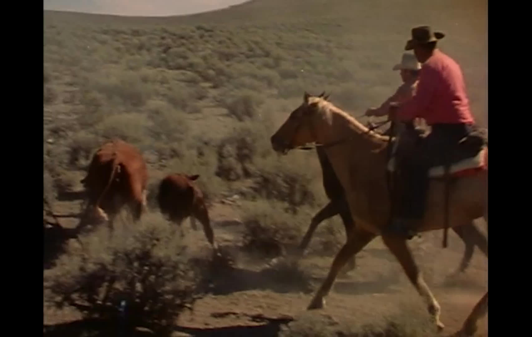Buckaroos ride across a broad, scrub-covered range, searching for cattle and guiding the herd on horseback. The cattle bunch together and move through the brush as the riders work to keep them moving across the open landscape.