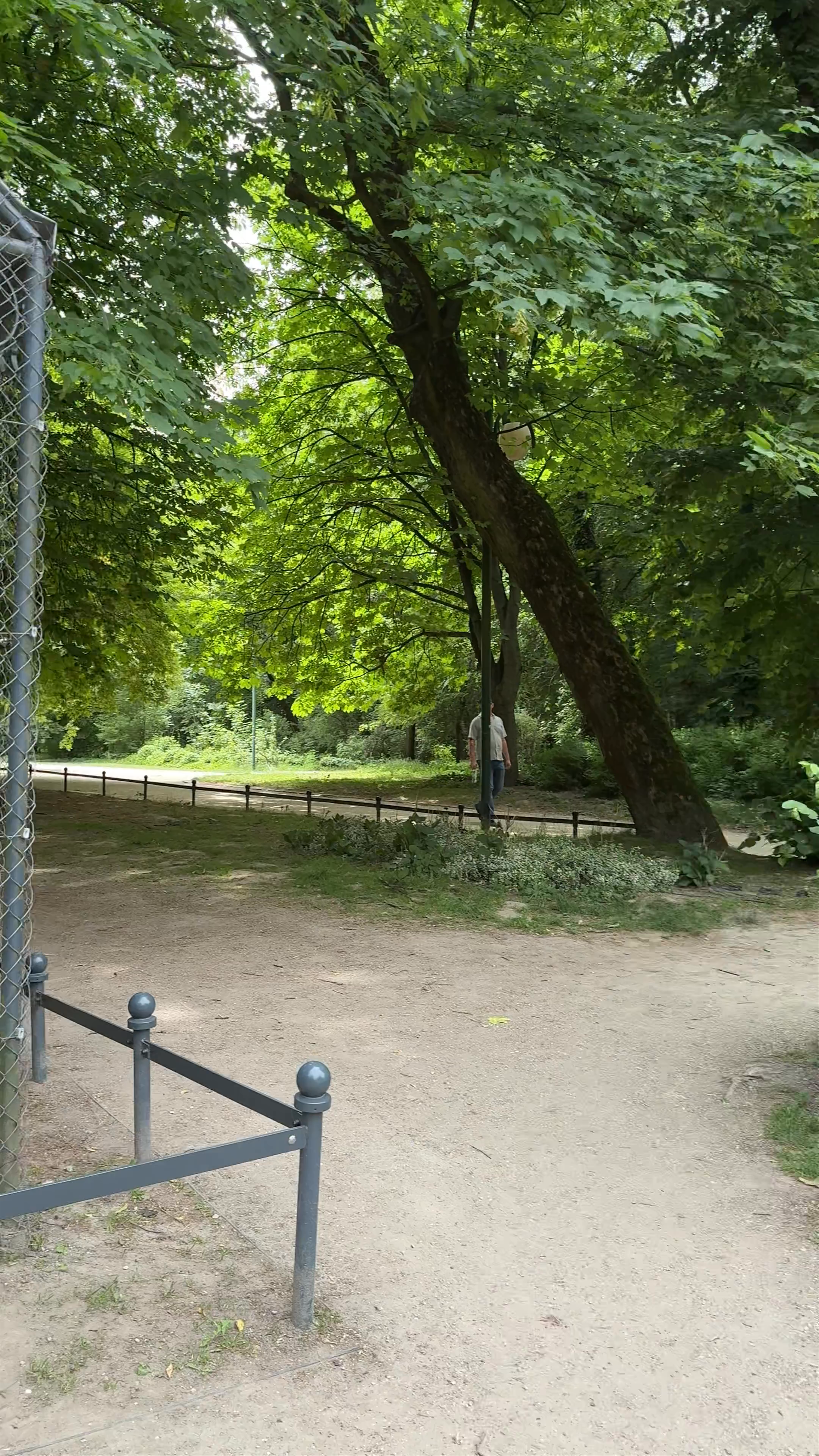 Enchanting White Peacock in Lublin’s Ogród Saski Park