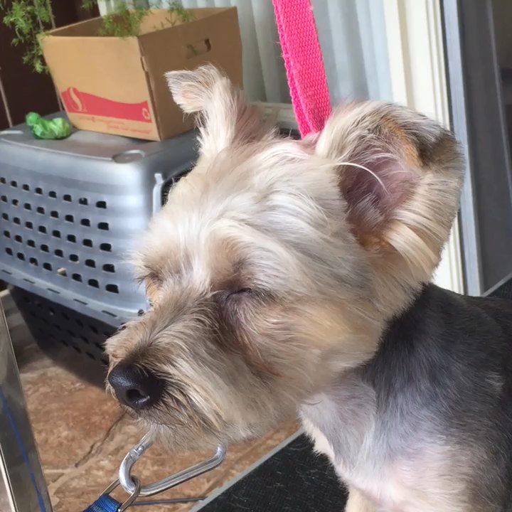 Andrea's K-9 Couture - Pet Groomers Near Me