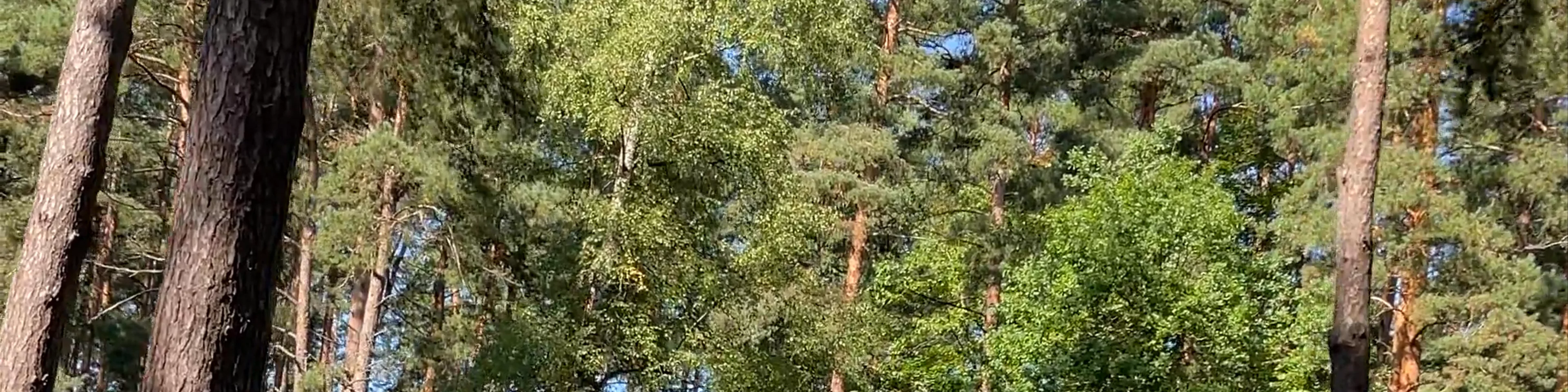 Mežaparks