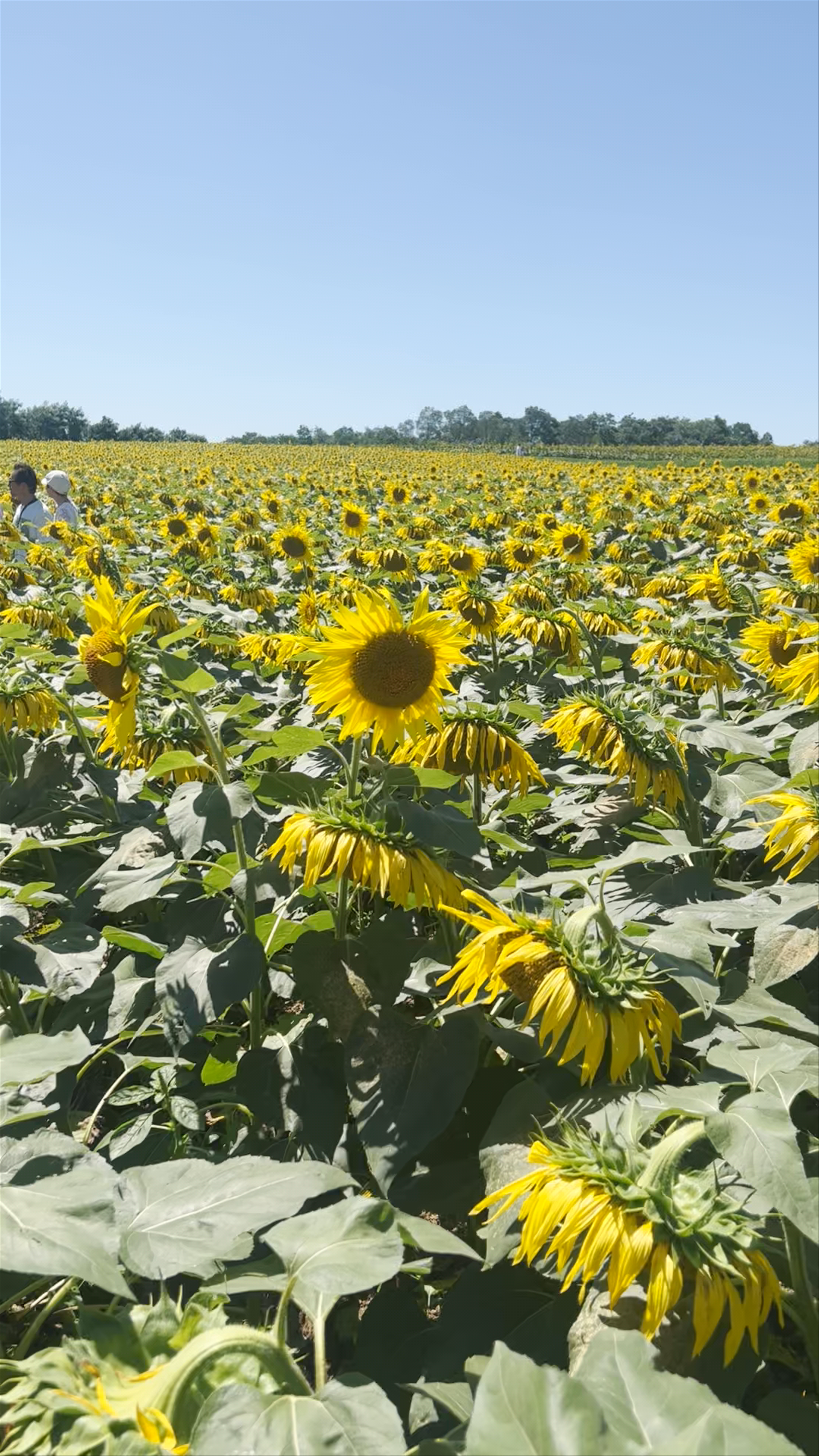 Hokuryu Sunflower Village