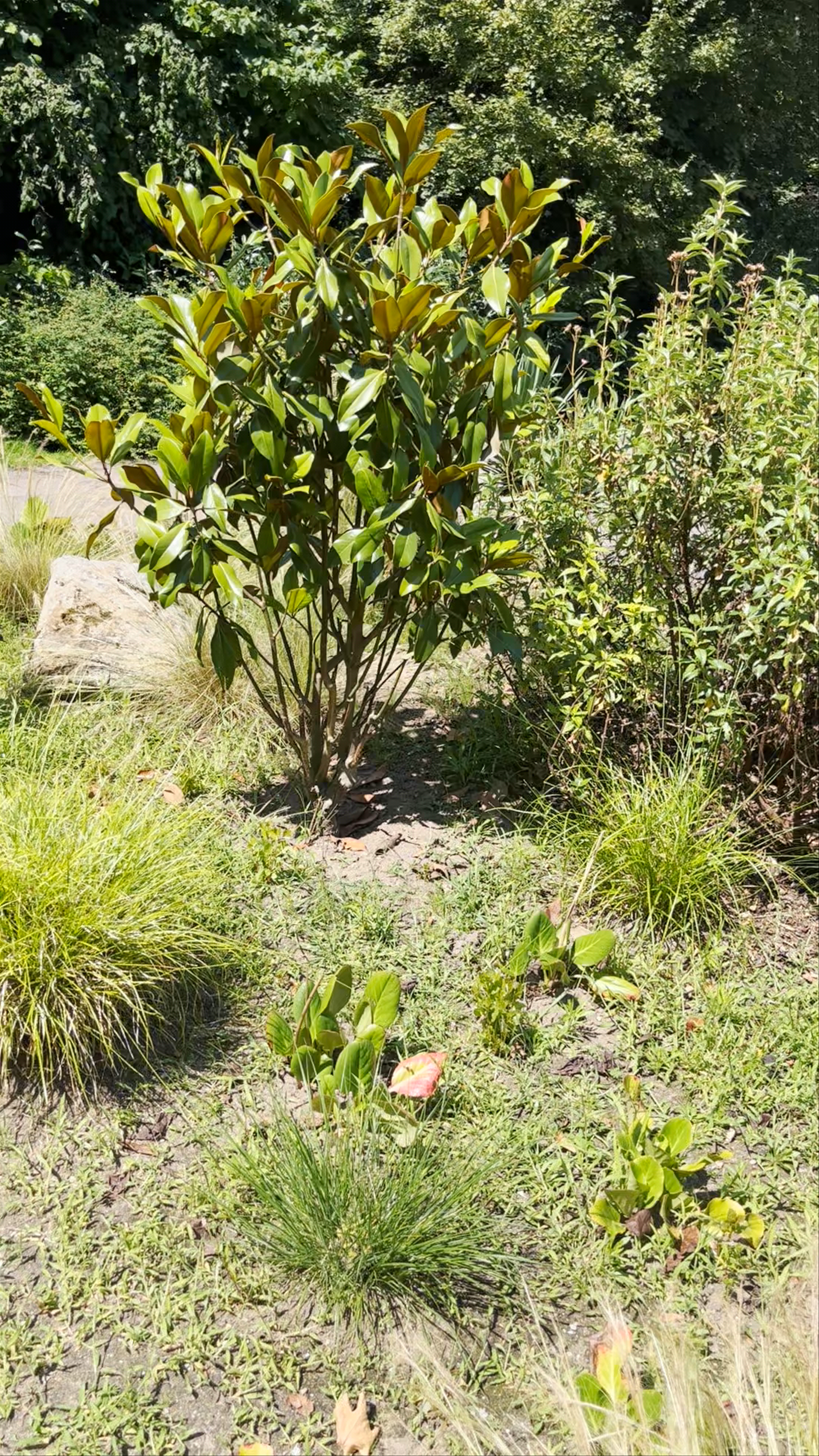 Serene Botanical Haven at Engländerwiese, Düsseldorf