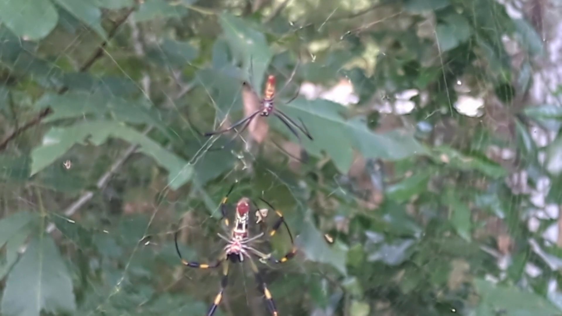 Family members arrive at a home for a Thanksgiving meal, transitioning between scenes of outdoor wildlife and a celebratory dinner shared around a dining table.