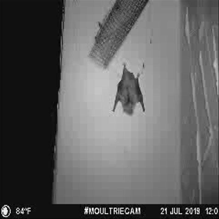 Canton Wildlife Removal - Wildlife Control Near Me - Canton, Massachusetts