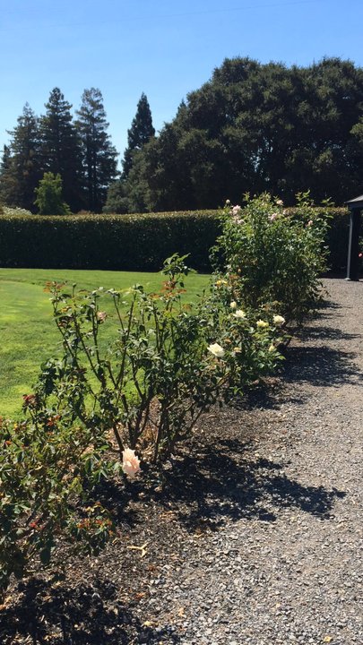 Honor Mansion - Tennis court - Hotels Near Me - Healdsburg, California