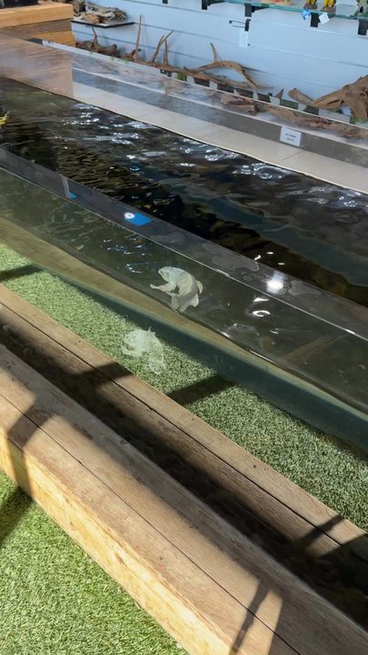 Fish Gallery - Just absolutely stunning, healthy livestock. - Aquarium Services Near Me - Addison, Texas