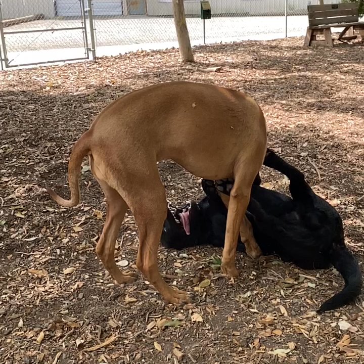 Martinez Dog Park - My new best friend and I - Dog Parks Near Me - Martinez, California