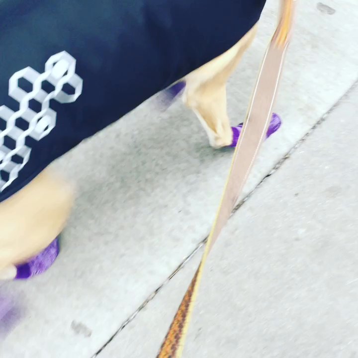 Dog Savvy - The fancy new outfit we wore right out of the store! Looking and feeling great - Pet Groomers Near Me - Denver, Colorado