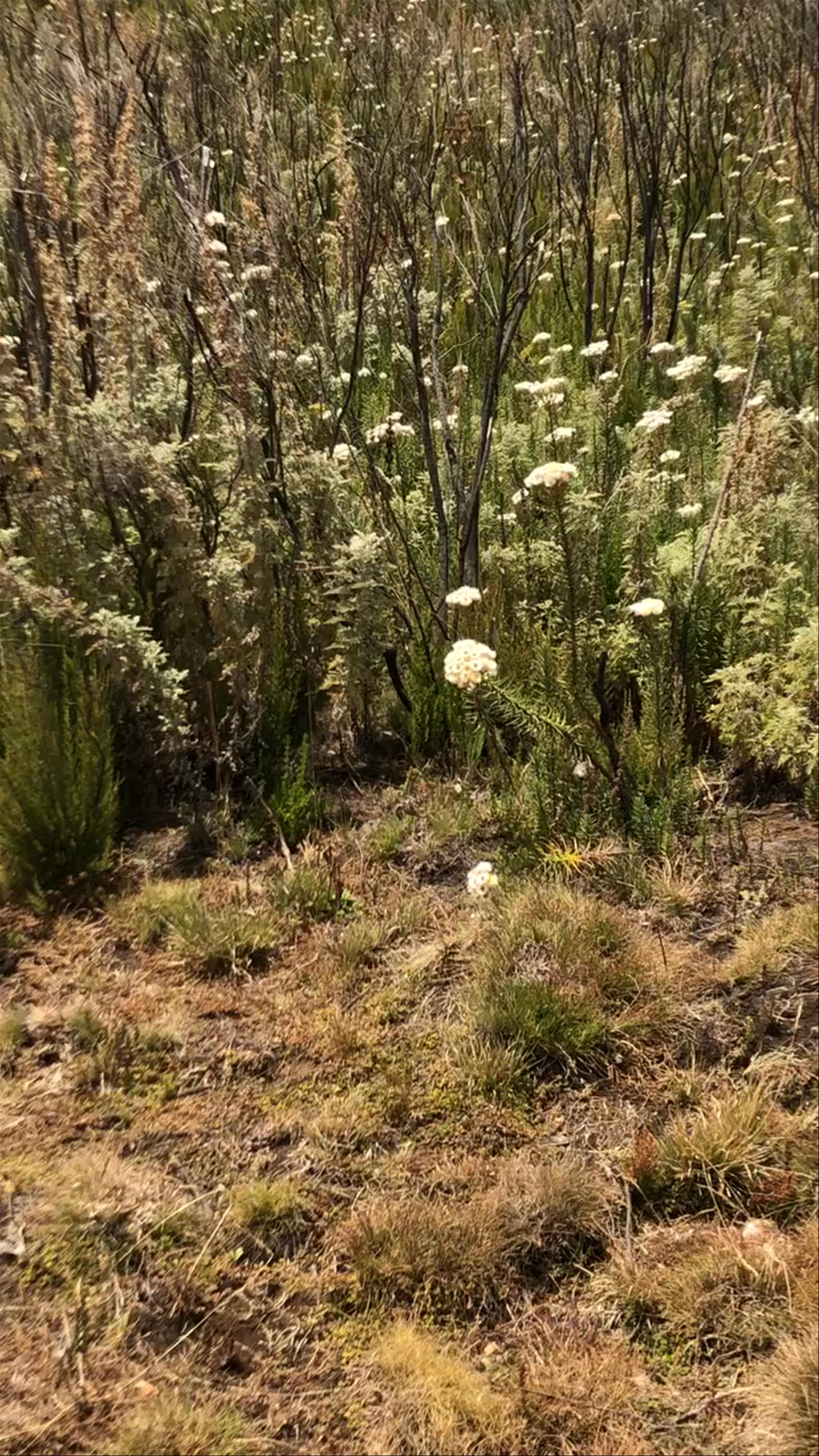 Mt Elgon National Park Chorlim Gate