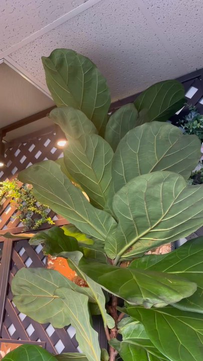 King  Massage - What a beautiful tree looks so healthy - Massage Near Me - Westminster, California
