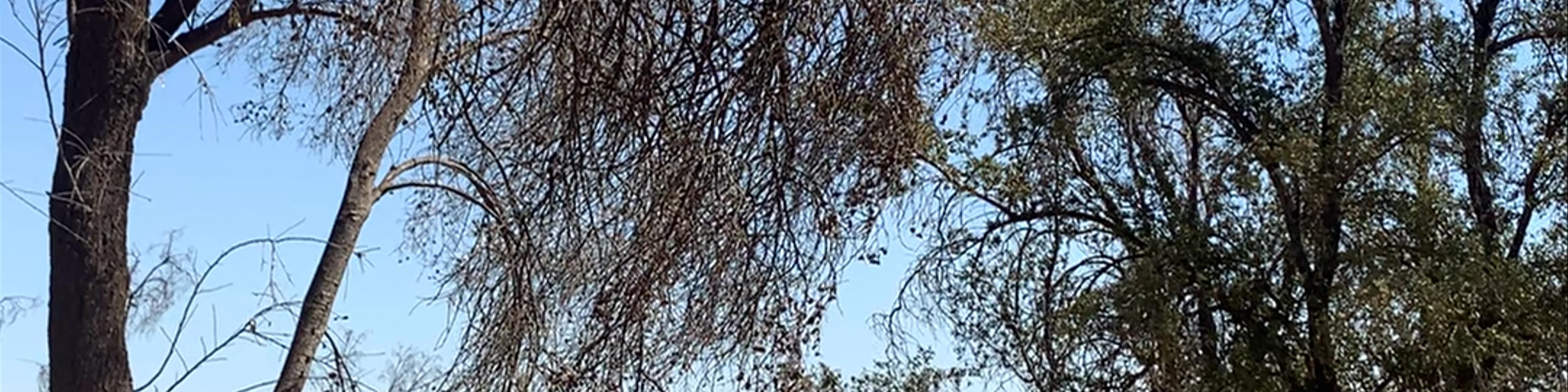 Bosque Panul
