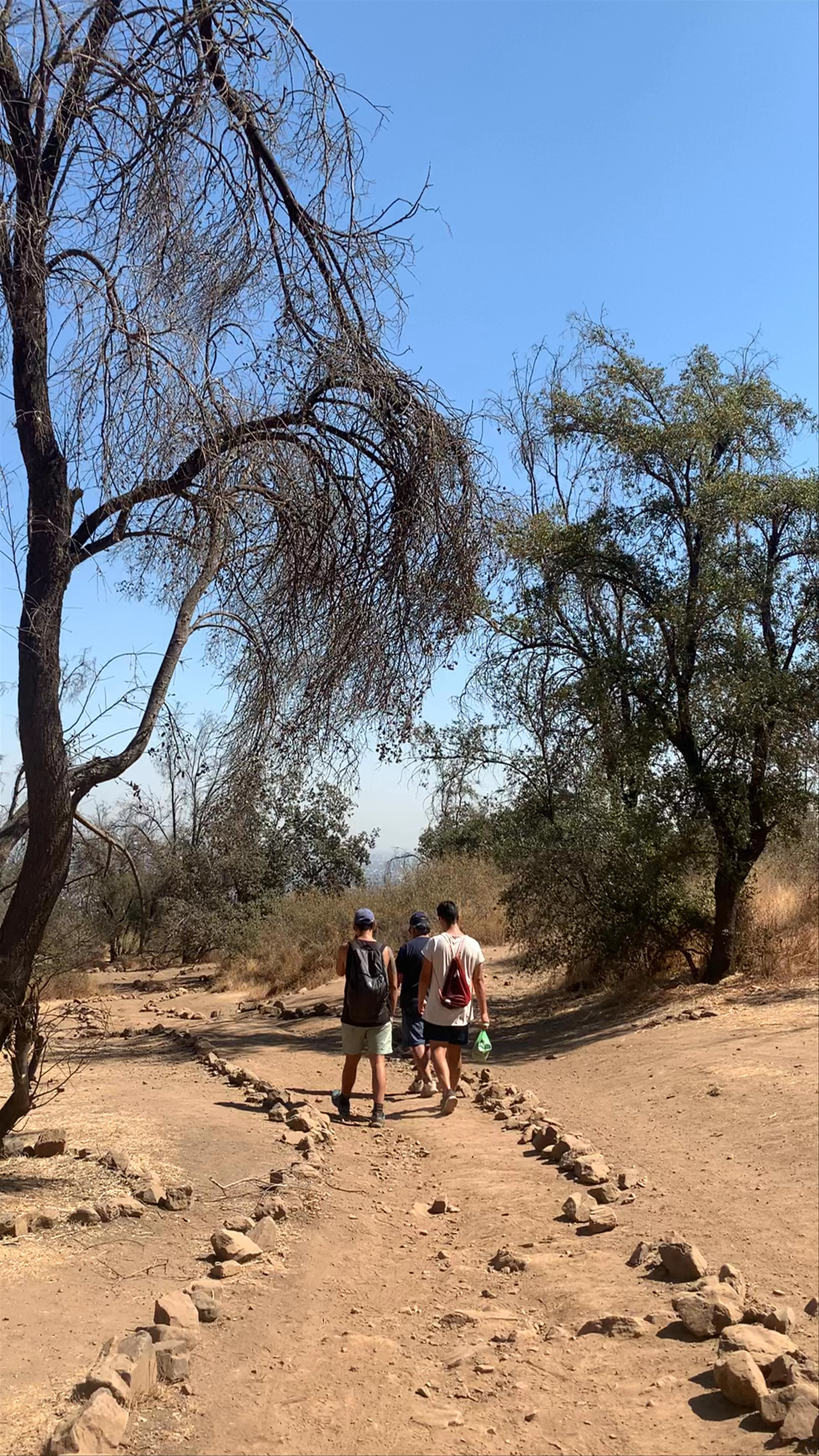 Bosque Panul