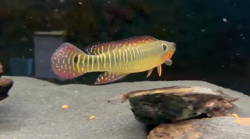 Spider kelberi peacock bass. One is 8-9inches