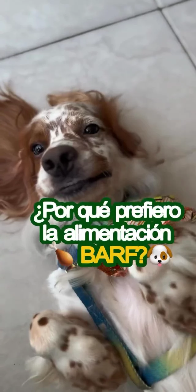 Contenido del creador