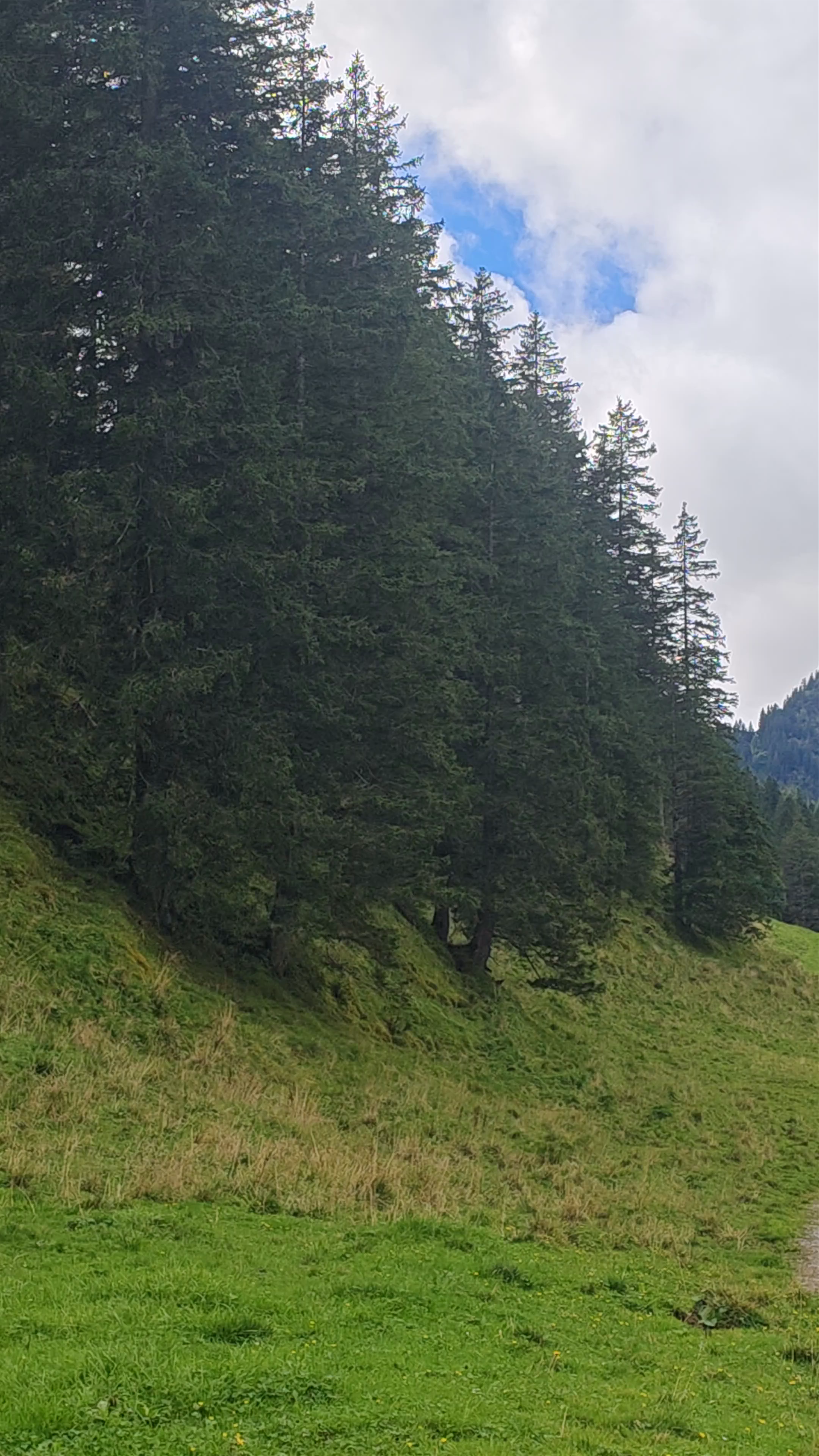 Alp Rheintaler Sämtis
