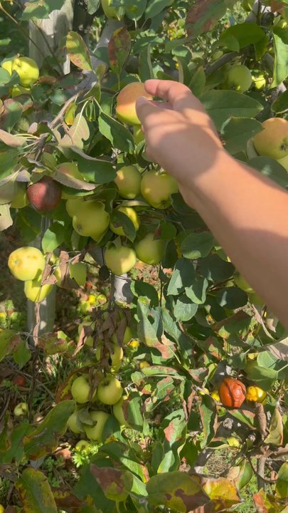 Woodside Orchards - Easy peasy! - Farmers Market Near Me - Jamesport, New York