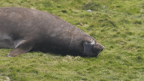 Antarctic fur seals animated gif