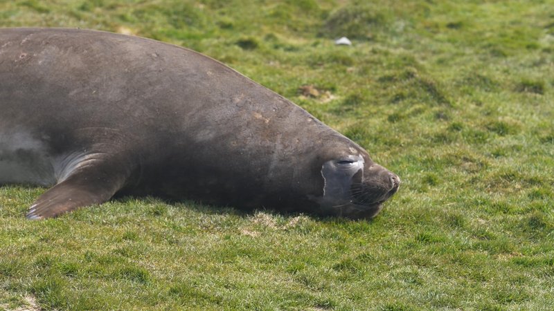 Antarctic fur seals poster