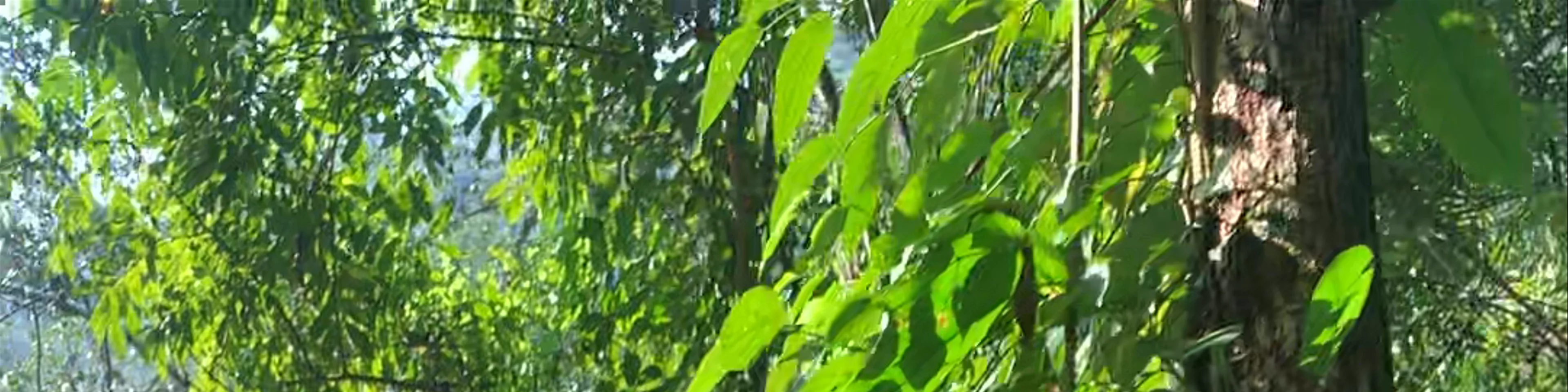 Nam Ha National Bio-Diversity Conservation Area