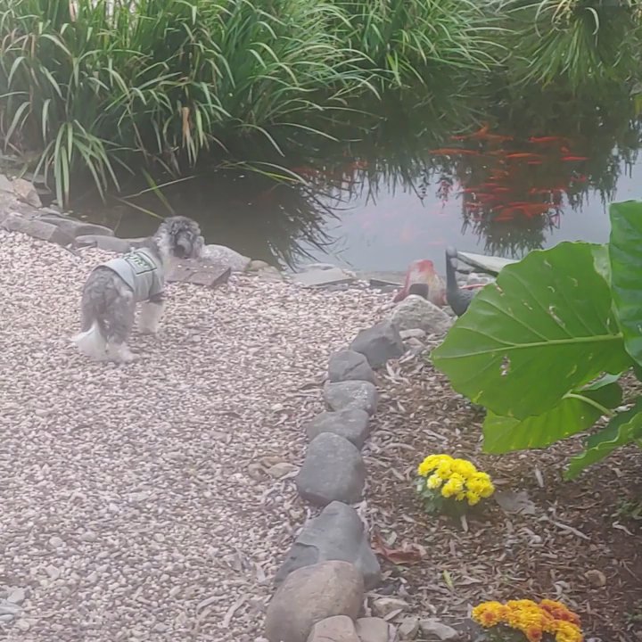 Berry Patch Bed & Breakfast - Oreo is intrigued by the Koi Pond - Bed & Breakfast Near Me - Lebanon, Pennsylvania