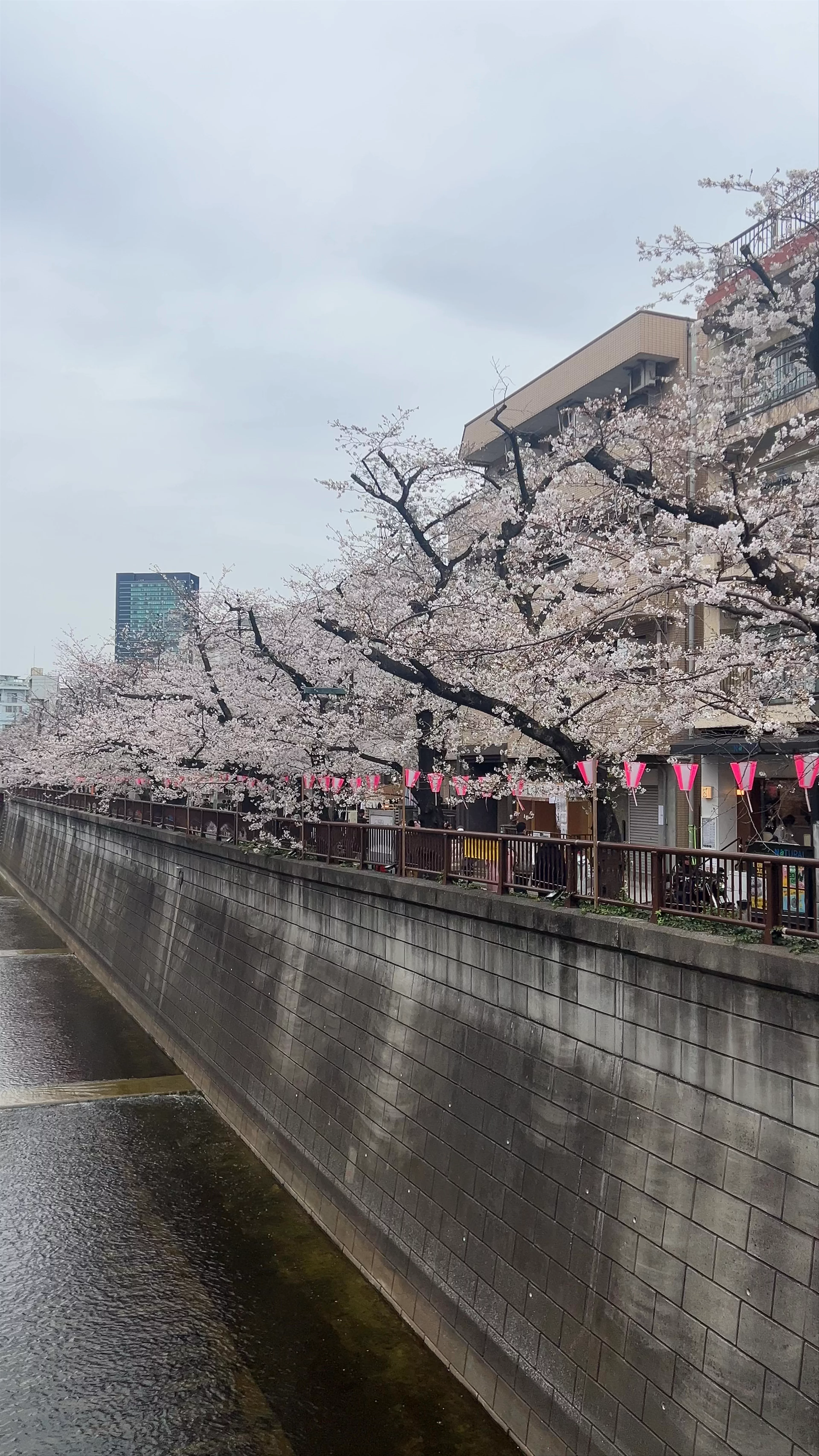 Meguro River Cherry Blossoms Promenade, 1 Chome-25 Meguro, Meguro City, Tokyo, Japan