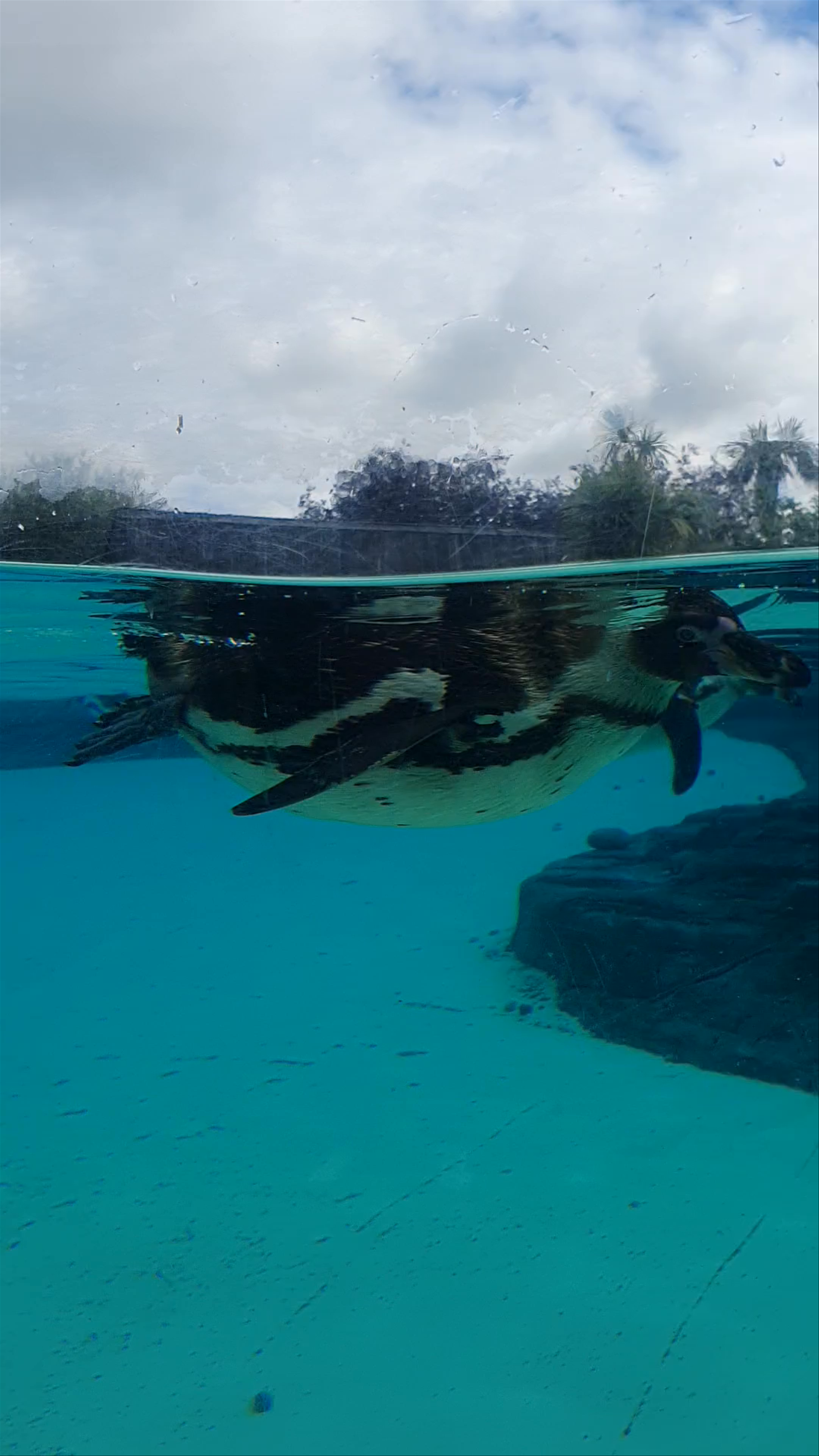 Chester Zoo