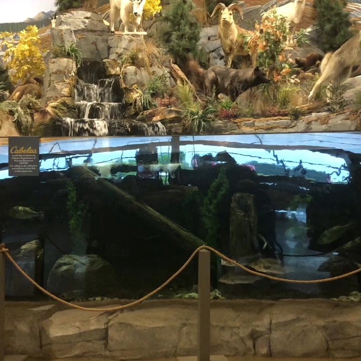 CABELA’S - Updated June 2026 - 59 Photos & 75 Reviews - 13725 Cabela ...