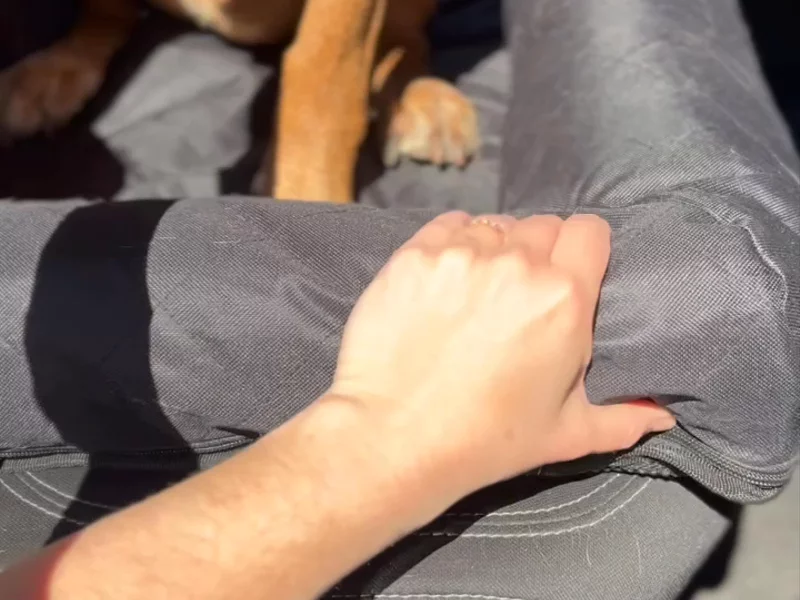 Holly's Paws Dog Car Seat Cover