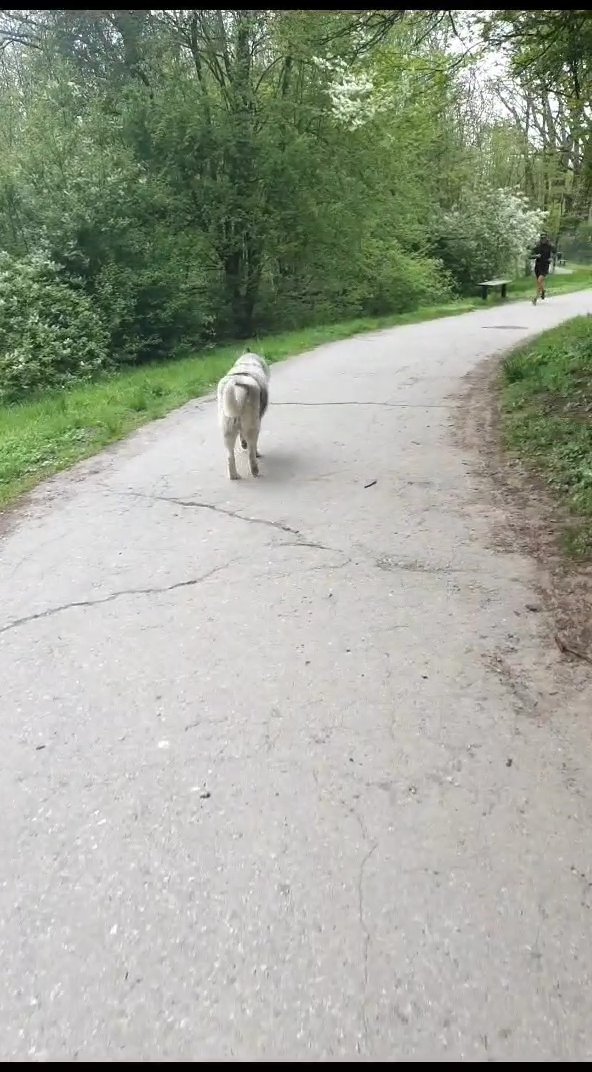 Walk the dogo - Figa R.'s 9.1 km walk