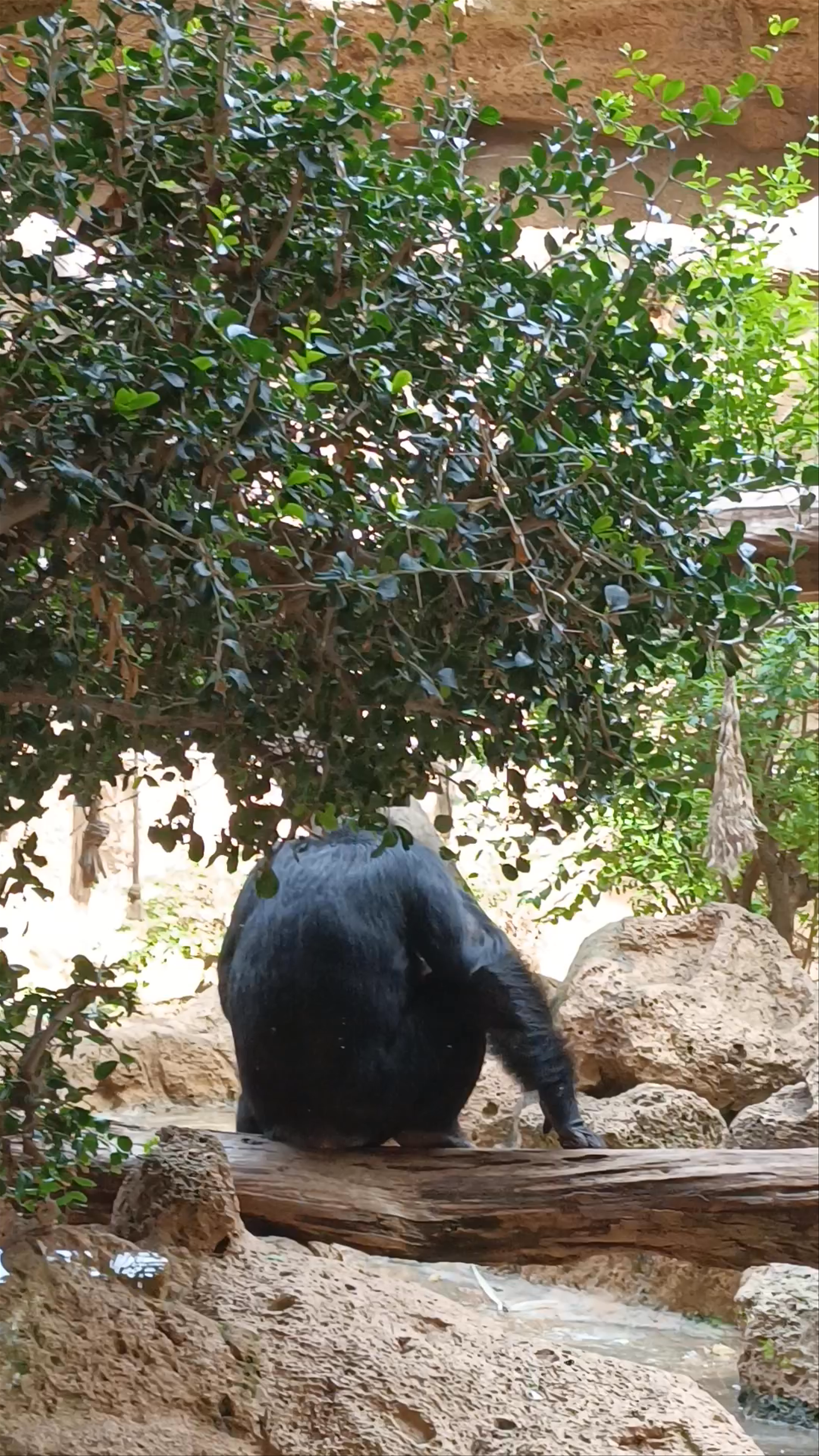 Chimpanzee Encounter at Chimpland, Puerto de la Cruz