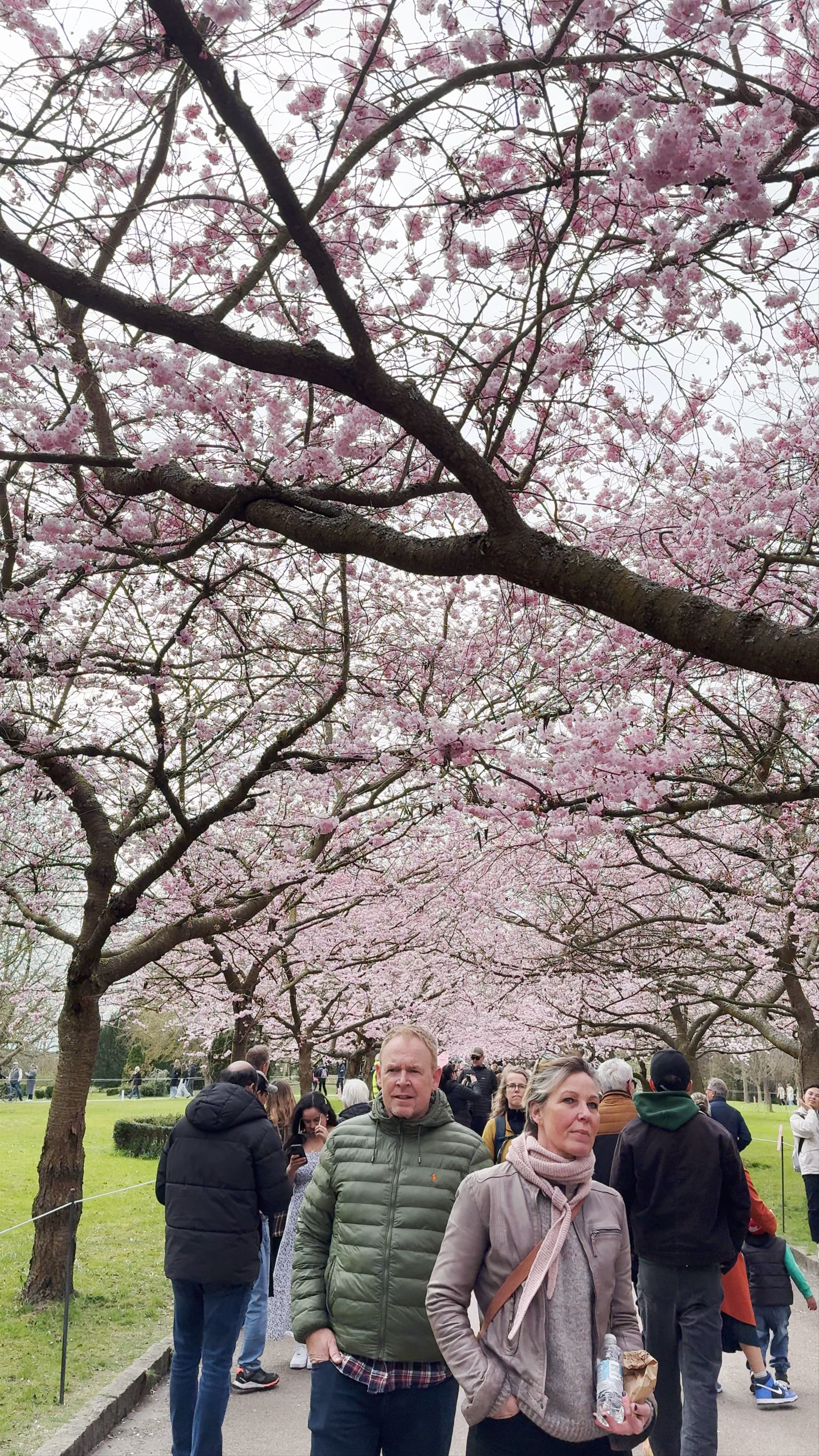Hvide Kirsebærtræer