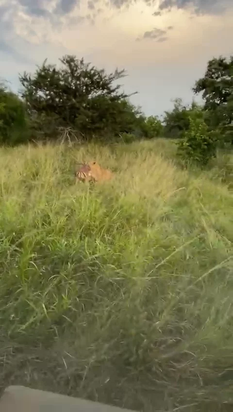 Lion Hunt 
