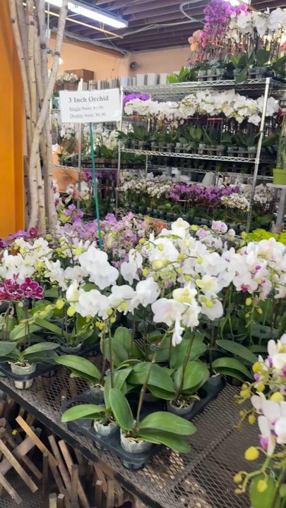 Flora Clay - I really love it here! - Florists Near Me - Los Angeles, California