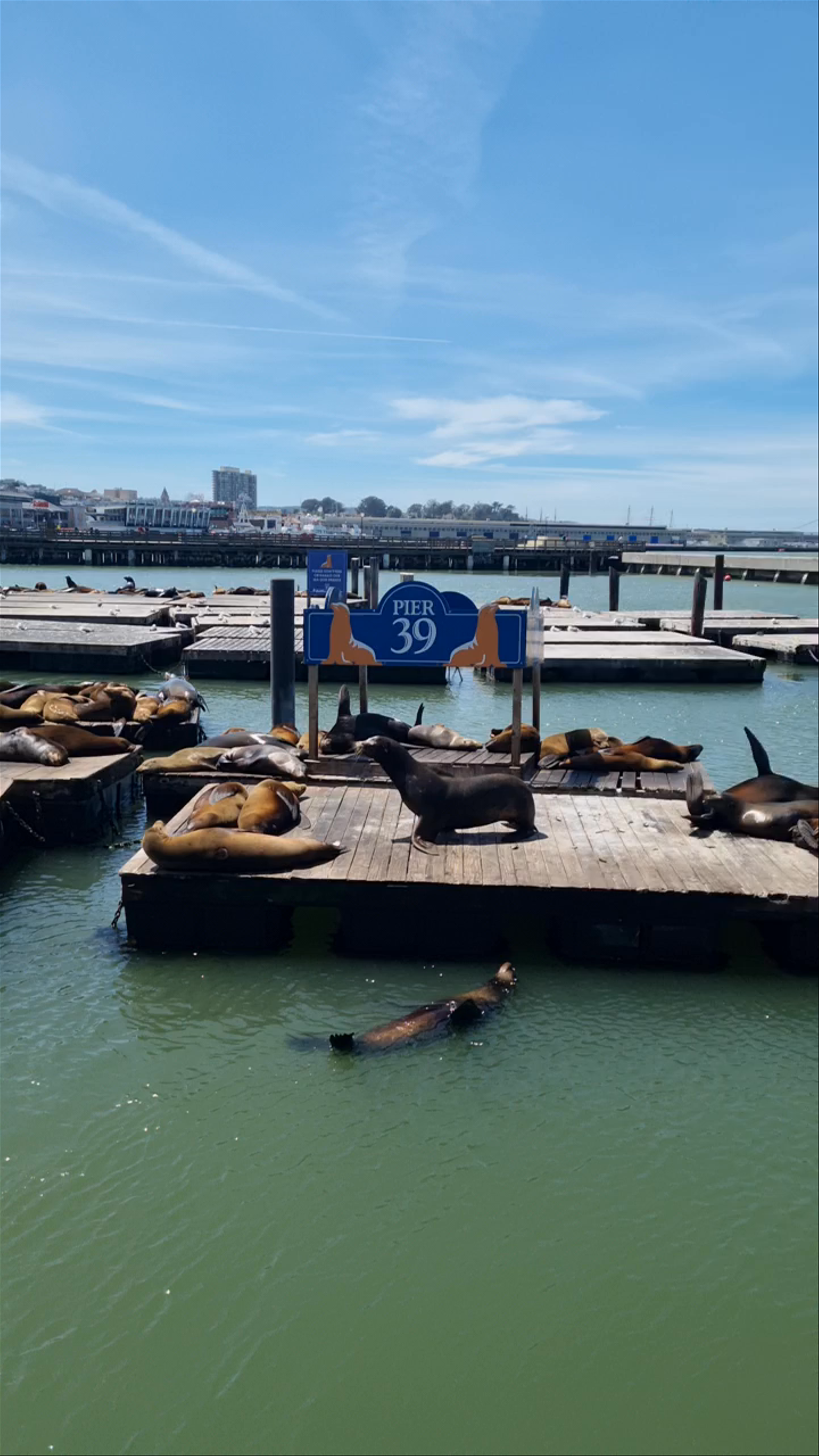 Sea Lion Viewing Area