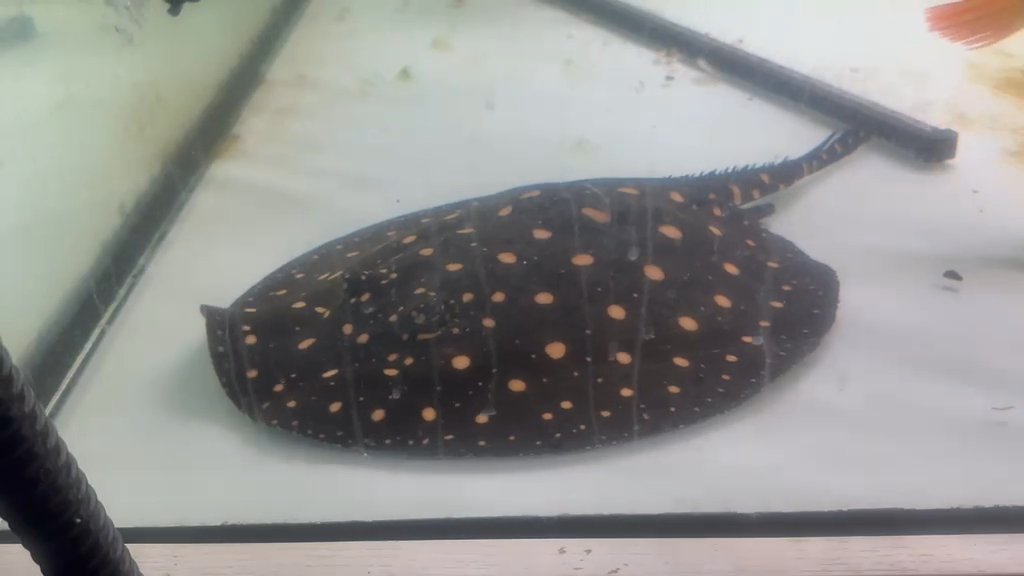 Mbu puffer