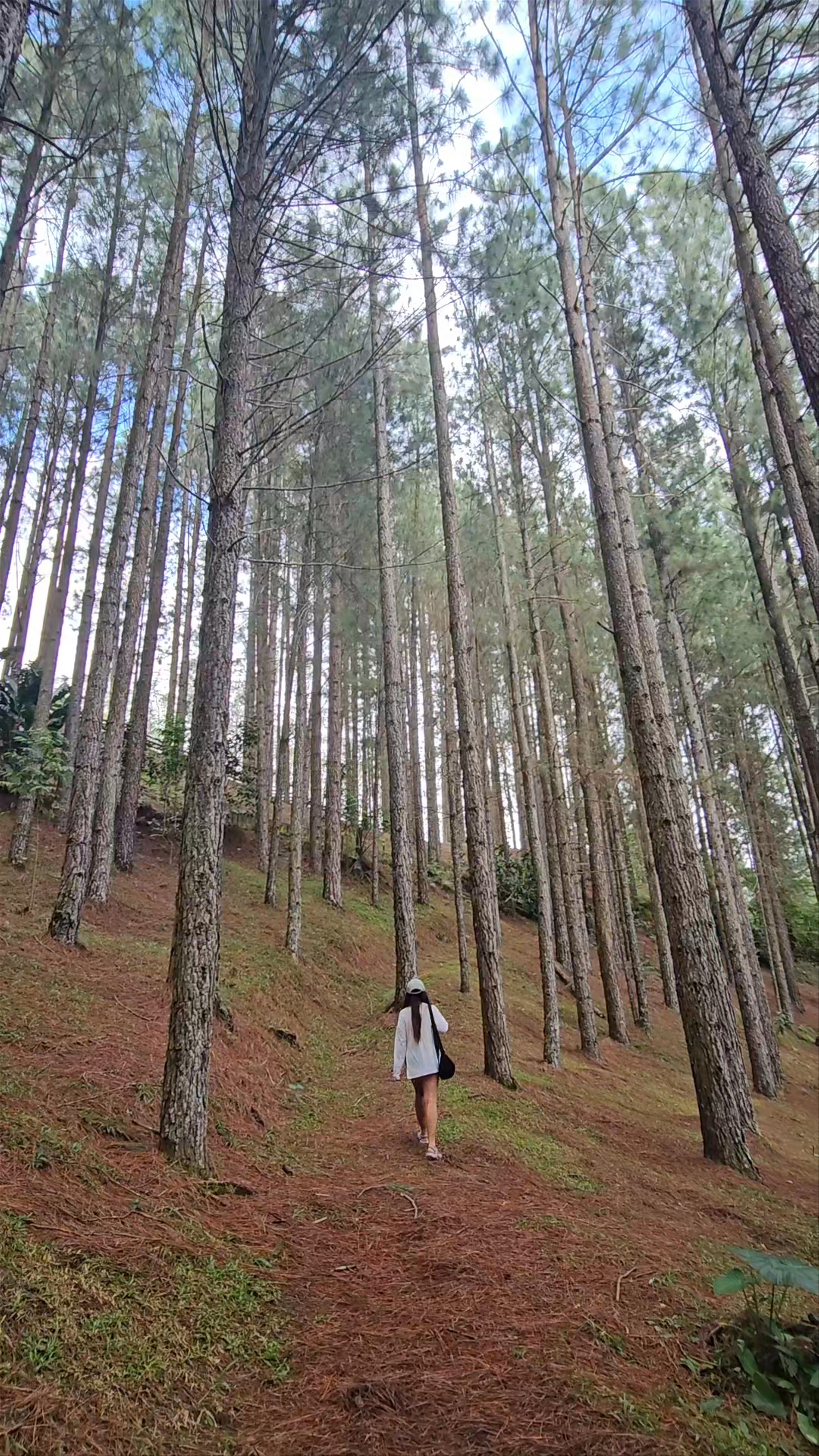 Dahilayan Forest Park Resort