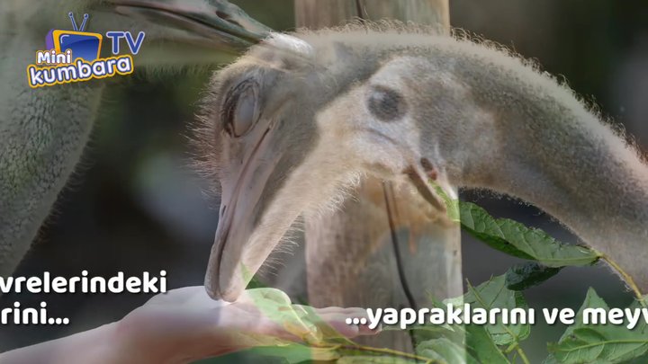 thumbnail Videolu Konular